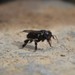 Central American Robust-Stingless Bee - Photo (c) Emmanuel Rodríguez Rojas, some rights reserved (CC BY-NC), uploaded by Emmanuel Rodríguez Rojas