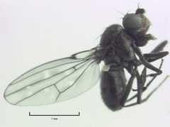 Scatella nitidithorax