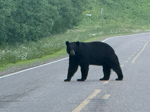 American Black Bear photographed in Wisconsin
