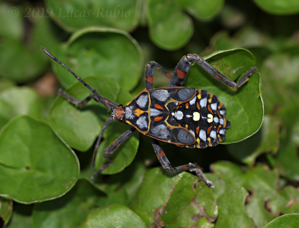 Pachylis argentinus