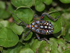 Pachylis argentinus