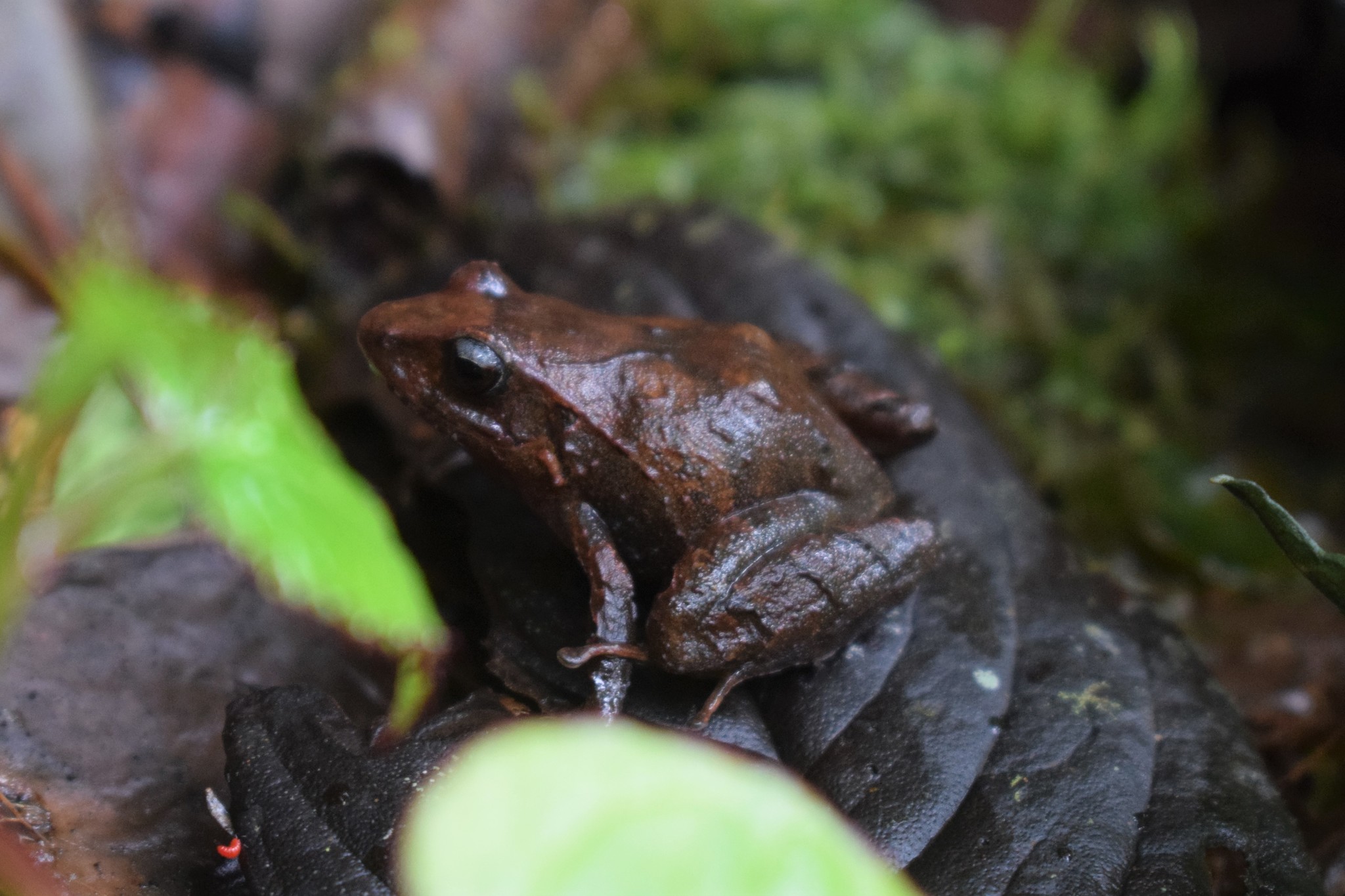 Craugastor podiciferus (Cope, 1875)