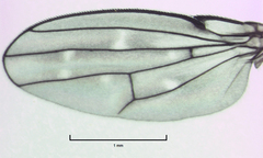 Scatella nitidithorax
