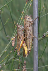 Eyprepocnemis plorans