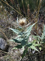 Cirsium argillosum