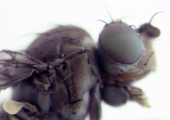 Scatella nitidithorax