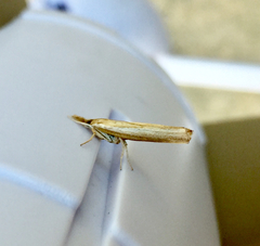 Thaumatopsis solutellus