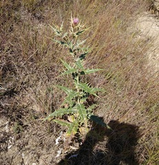 Cirsium argillosum