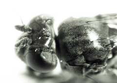 Scatella nitidithorax