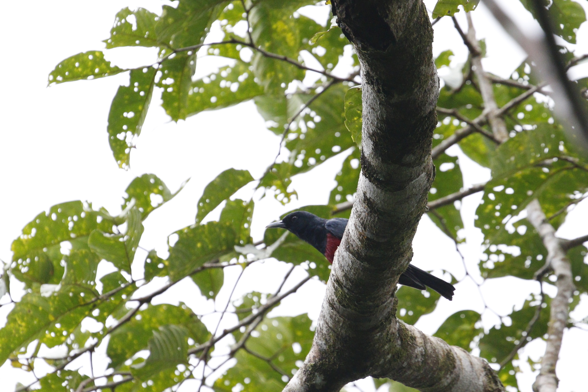 Javan Oriole (Oriolus cruentus), photo 7