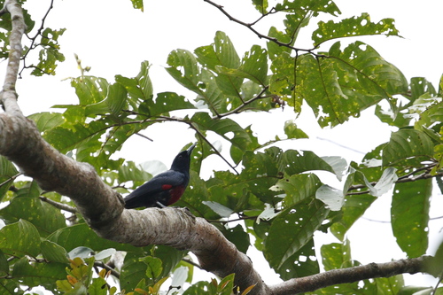 Javan Oriole (Oriolus cruentus), photo 6