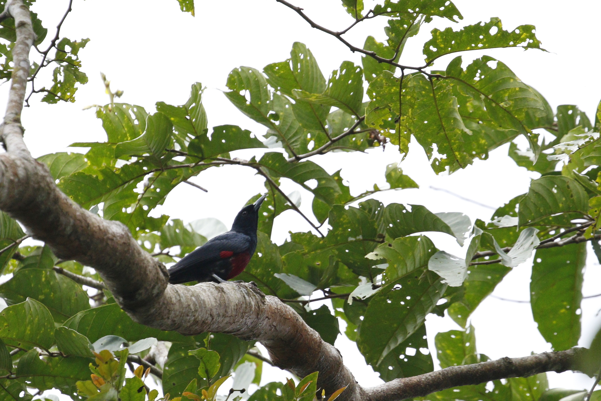 Javan Oriole (Oriolus cruentus), photo 8