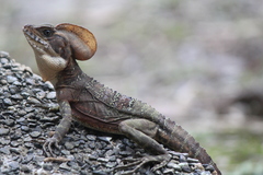 Basiliscus galeritus