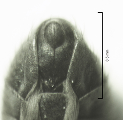 Scatella nitidithorax