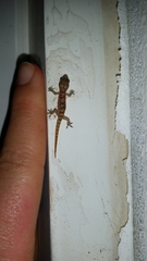 Hemidactylus robustus