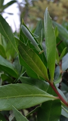 Nilomantis floweri