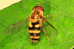 Syrphus knabi