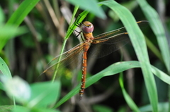 Anaciaeschna jaspidea