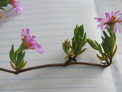 Lampranthus peacockiae