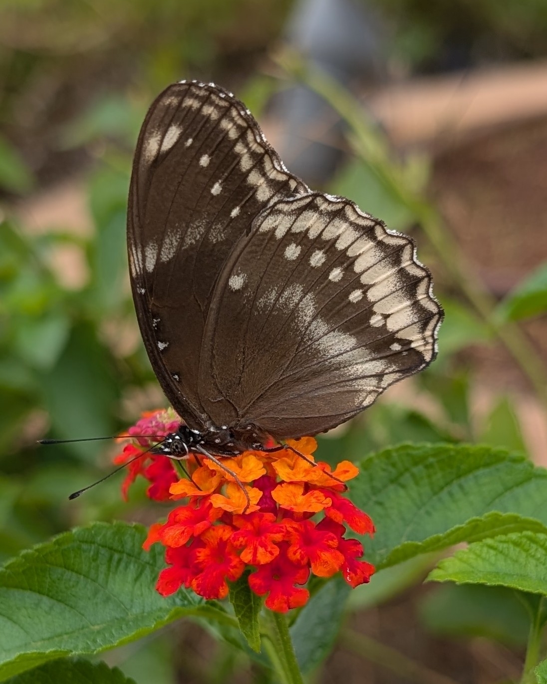 Great Eggfly