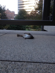 Zonotrichia albicollis