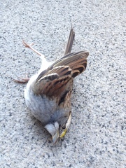 Zonotrichia albicollis