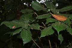 Image of Quercus insignis