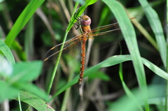 Anaciaeschna jaspidea