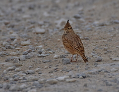 Galerida cristata meridionalis