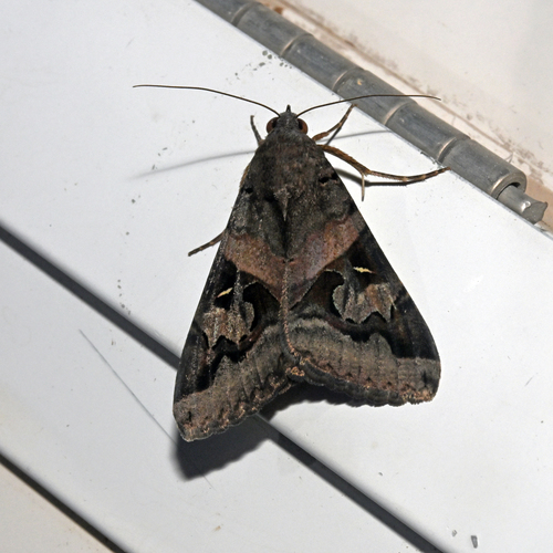 Indomitable Graphic Moth photo 4