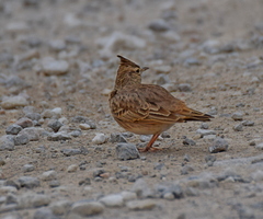Galerida cristata meridionalis