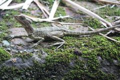 Basiliscus galeritus