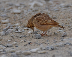 Galerida cristata meridionalis