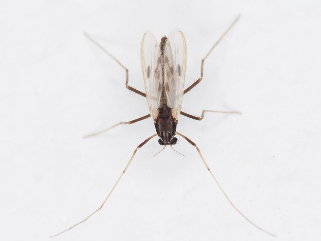 Polypedilum laetum