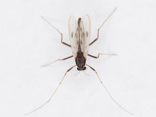 Polypedilum laetum