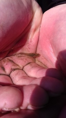 Cnesterodon decemmaculatus