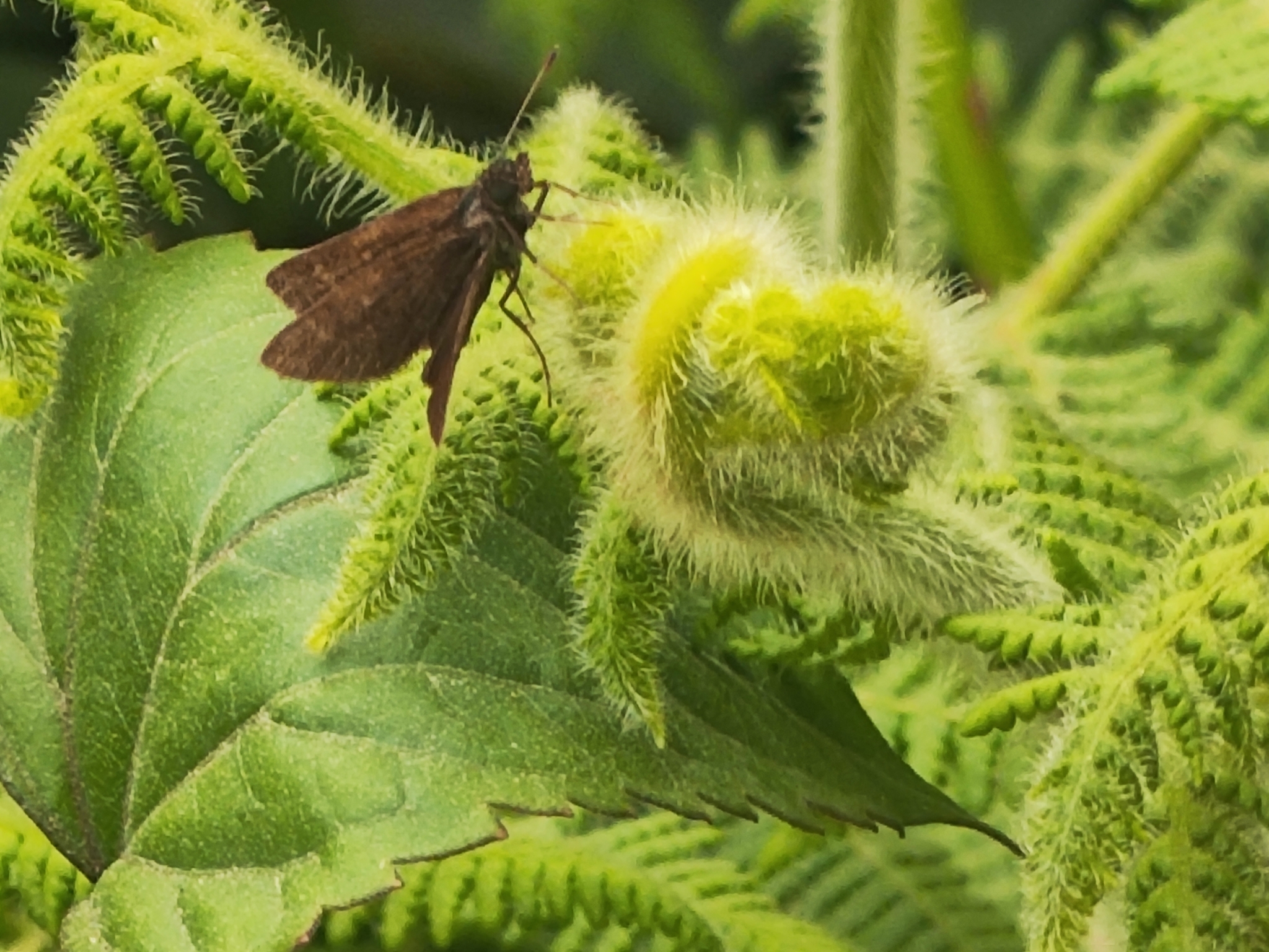 Pygmy Scrub Hopper