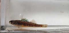 Etheostoma exile