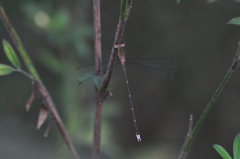 Lestes elatus