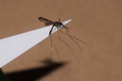 Anopheles eiseni