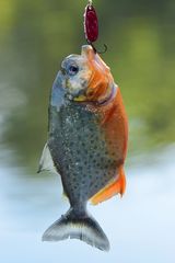 Pygocentrus nattereri