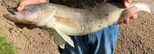 Walleye