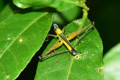 Eumastax