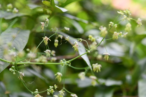 Guatemalan Meadow-rue (Thalictrum guatemalense)