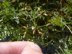 Fimbristylis decipiens