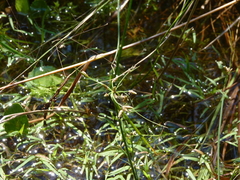 Fimbristylis decipiens