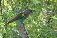 Poicephalus meyeri