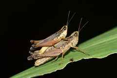 Orphulella concinnula