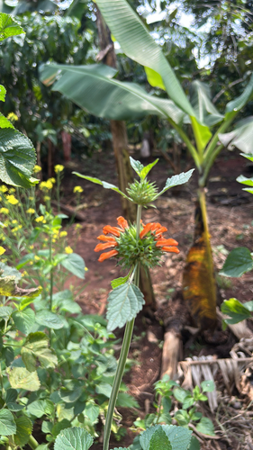 lion's ear