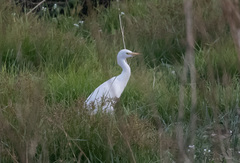 Bubulcus ibis
